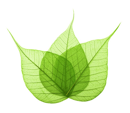 Macro green leaves isolated on white backgroundの写真素材