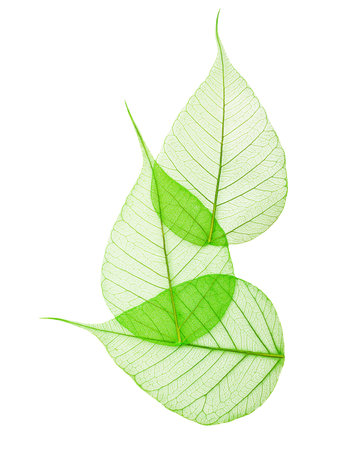 Macro green leaves isolated on white backgroundの写真素材