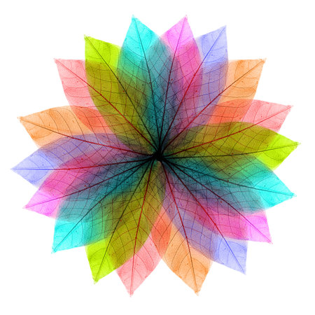 Color leaves abstract shape on white background.の写真素材