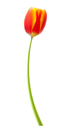 Spring flower red tulip isolated on white background.の写真素材