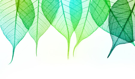 Macro green leaves isolated on white background
