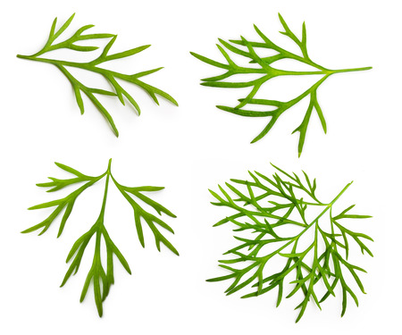 Fresh green dill isolated on white backgroundの写真素材