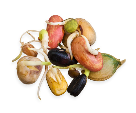 Pile of different seeds growing isolated on white.