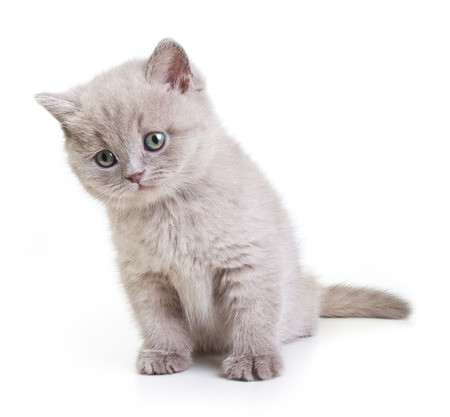 Cat isolated on white background.British Shorthair kittenの写真素材