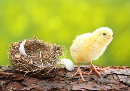 Cute little chicken and nestの写真素材