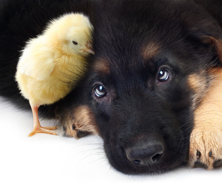 Cute little chicken and puppy german shepherd dog on a white background.の写真素材