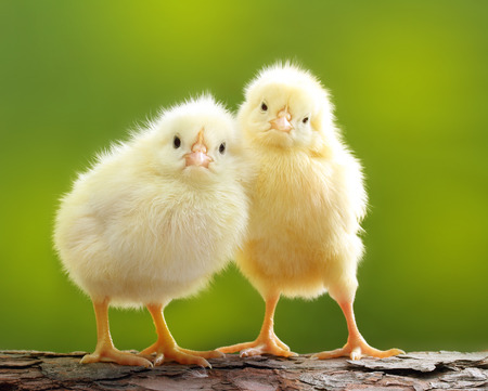 Cute little chicken over green natural background.の写真素材