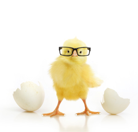 Cute little chicken in black eye glasses coming out of a white egg isolated on white backgroundの写真素材