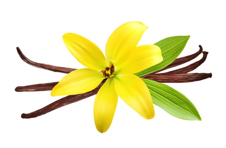Vanilla pods and flower isolated on white backgroundの写真素材
