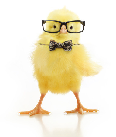 Cute little chicken in black eye glasses and bow isolated on white backgroundの写真素材