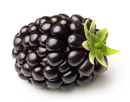 Blackberry isolated on white backgroundの写真素材