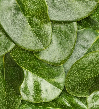 Green leaves macro background texture.の写真素材