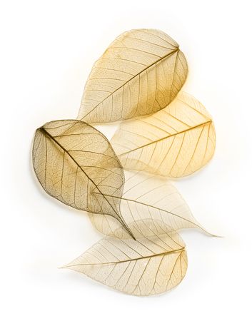 Macro  leaves texture background. Foliage decoration pattern.の写真素材