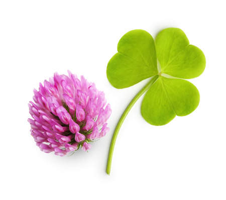 Green clover leaf and flower isolated on white background.の写真素材