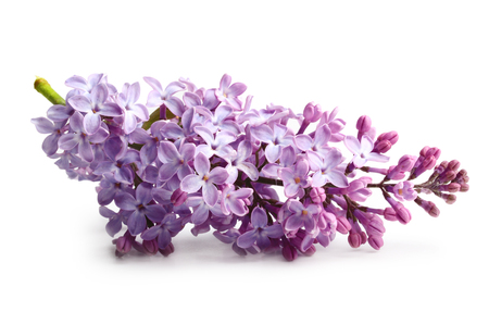 Spring flower twig purple lilac. Syringa vulgaris.の写真素材