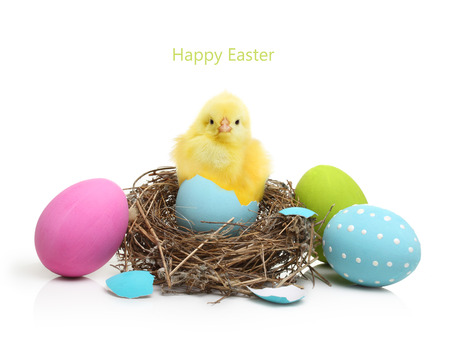 Cute little chicken coming out of the Easter egg in nest  isolated on white backgroundの写真素材