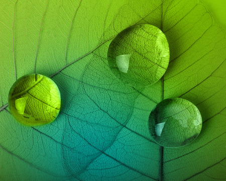 Green leaf macro with water dropsの写真素材