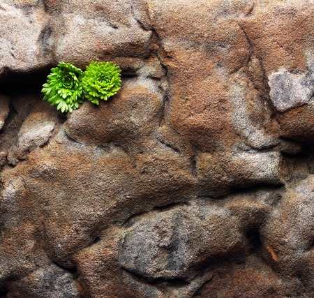 Old stone texture background with moss.