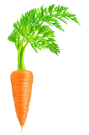 Carrot isolated on white backgroundの写真素材