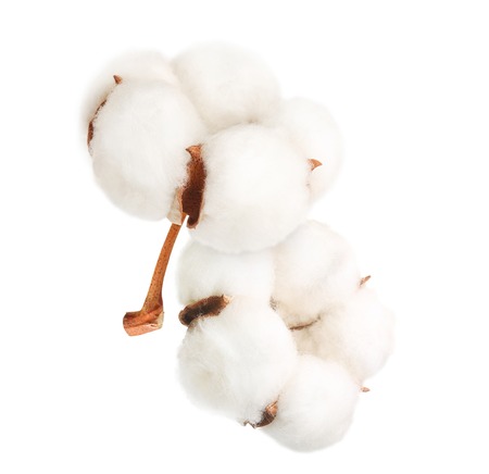 Cotton plant flower isolatedの写真素材