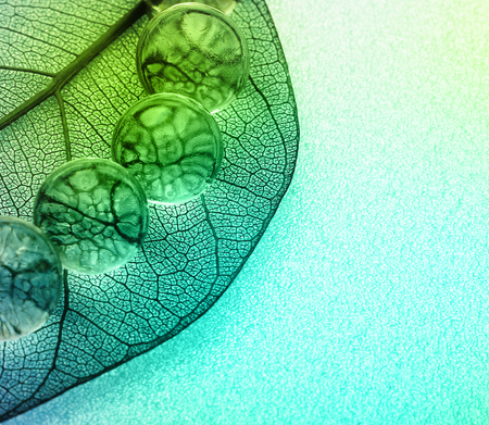 Green leaf macro with water drops.