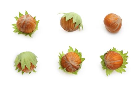 Set of nuts hazelnuts isolated on whiteの写真素材