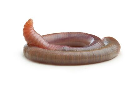 Earth worm isolated on white