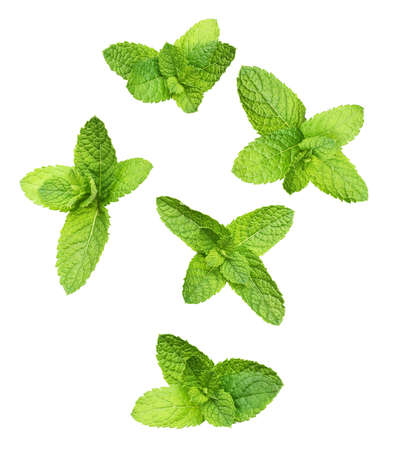 Green mint leaves isolated on white