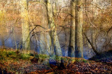 Trees along the riverの写真素材