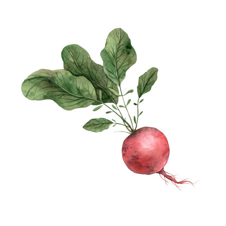 Watercolor radish with greens. Hand drawn botanical illustrations on isolated background. It can be used in print design, for cards, wallpaper, fabrics.の写真素材