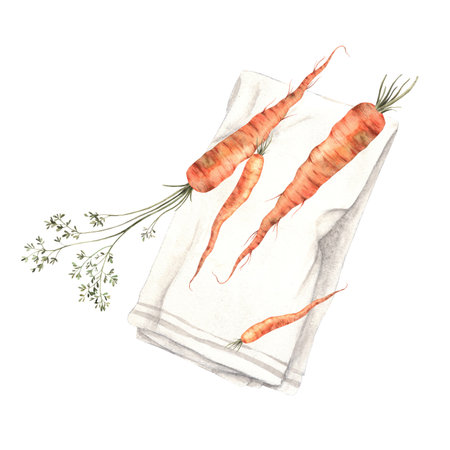 Watercolor composition with bright carrots and kitchen textile towel. Hand drawn on a white background. Use in restaurant menus, posters, cards, banners, designs.の写真素材
