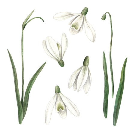 Watercolor set of delicate hand-painted snowdrops. Sketch on isolated background for greeting cards, invitations, banners, posters, textiles, graphic design.の写真素材