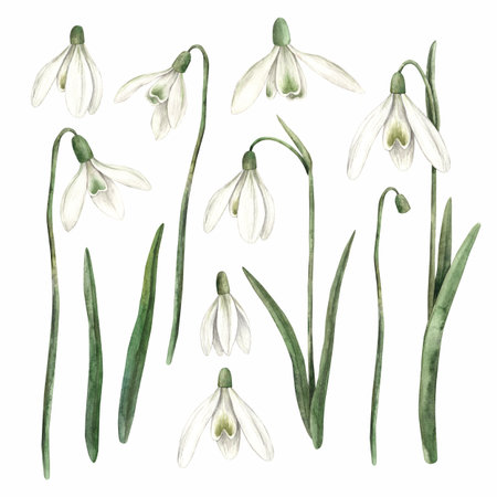 Watercolor set of delicate hand-painted snowdrops. Sketch on isolated background for greeting cards, invitations, banners, posters, textiles, graphic design.の写真素材