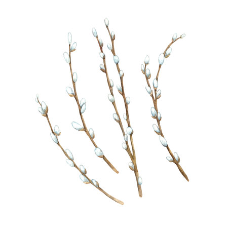 Watercolor set of willow branches. Easter holiday illustration hand drawn. Sketch on isolated background for greeting cards, invitations, happy holidays, posters.の写真素材