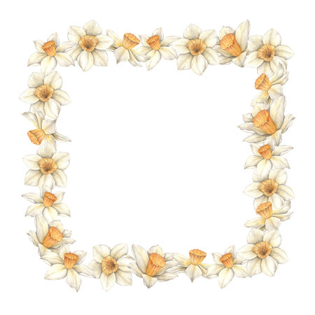 Watercolor square frame of daffodils with green leaves. Sketch on isolated background for greeting cards, invitations, banners, posters, textiles, design, print, cover.の写真素材