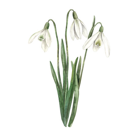 Watercolor illustration of a bouquet of snowdrops. Sketch on isolated background for greeting cards, invitations, banners, posters, textiles, design, textiles, packagingの写真素材