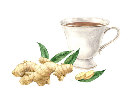 Watercolor composition with a mug of tea and natural ginger. Illustration is hand drawn, suitable for menu design, packaging, poster, website, textile, invitation, brochure, textile.の写真素材
