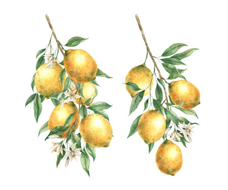 Set of two branches with yellow lemons, green leaves and white flowers. Isolated watercolor illustration in realistic style. Handmade composition for decoration of cards, wedding design, invitations.の写真素材