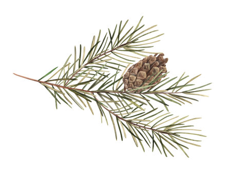 Fir branch with pine cone, Christmas watercolor botanical illustration. Illustration of pine branch, needles, branch. Drawings for Christmas and New Year holidays, invitations, cards, wrapping paperの写真素材