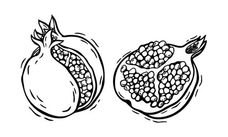 A whole pomegranate fruit and half with pulp. Vector botanical black and white hand drawn illustration in linocut style on isolated background. Drawing for food and cosmetics packaging design, menuのイラスト素材
