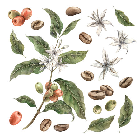 Set of coffee plants with green leaves and red coffee fruits. Ripe berries with white flowers and roasted coffee. Watercolor set of illustrations for shop, cafe, banners, postcards, packaging designの写真素材