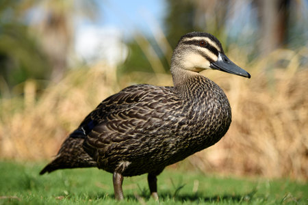 Duck in Perthの写真素材
