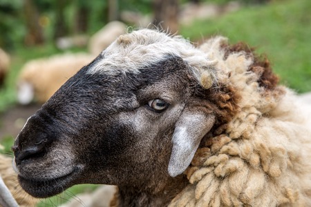 Portrait loseup of brown sheep head in New Zelandの写真素材