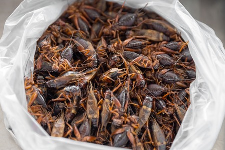 Fried grasshopper, fried insect, Thailand unusual food