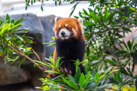 Rare specimen Red panda bear climbing treeの写真素材