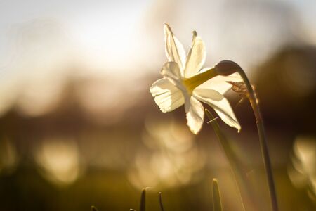 Close up daffodil flowers on a sunny day