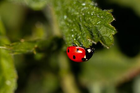 A red ladybug sits on a green leaf on a hot and sunny summer day macroの写真素材