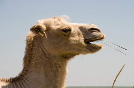 Head chewing camelの写真素材
