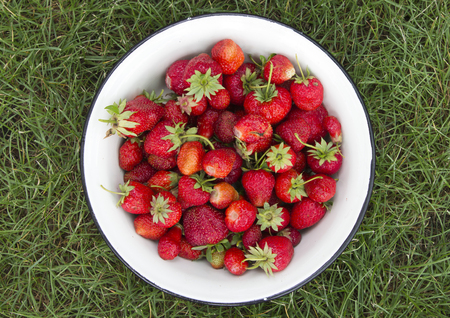 organic strawberryの写真素材