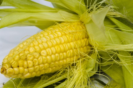 Organic ear of cornの写真素材